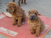 /album/fotogaleria/art-aja-we-jpg/